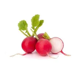 Red Fresh Radishes