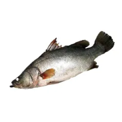 Kisher Bayad Fish