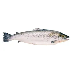 Whole Salmon