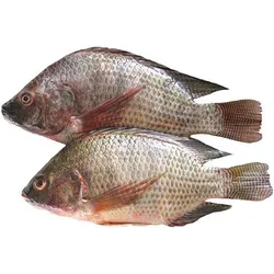 Tilapia Large