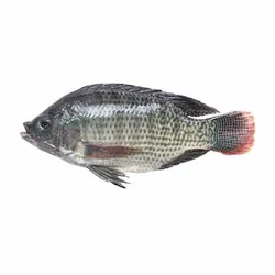Tilapia Medium - Kg