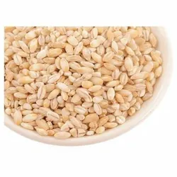 Wheatbeleela