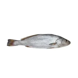 Lott Fish Big Size