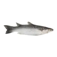 Medium Mullet